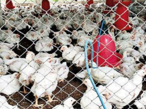 Indian poultry Revenue: Poultry revenue to grow at 10% this fiscal, says Crisil