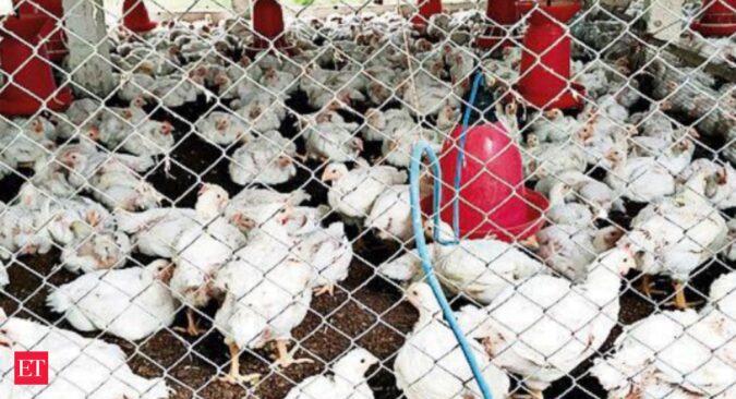 Indian poultry Revenue: Poultry revenue to grow at 10% this fiscal, says Crisil