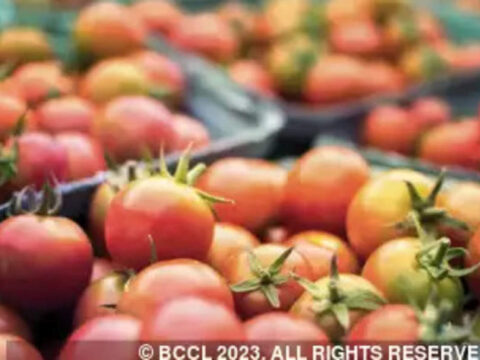 Disruption in transport chain leads to price rise of tomatoes in UP