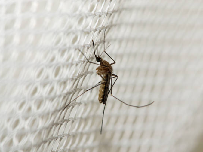 Malaria: First in 20 years: US sees malaria cases in Texas & Florida