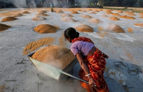 A worker carries boiled rice in a wheelbarrow to spread it for drying at a rice mill on the outskirts of Kolkata, India.(REUTERS)