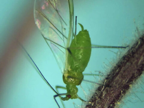 New York: First smoky air, now clouds of bugs. Winged aphids invade New York City