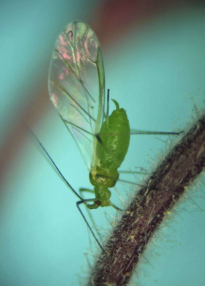 New York: First smoky air, now clouds of bugs. Winged aphids invade New York City