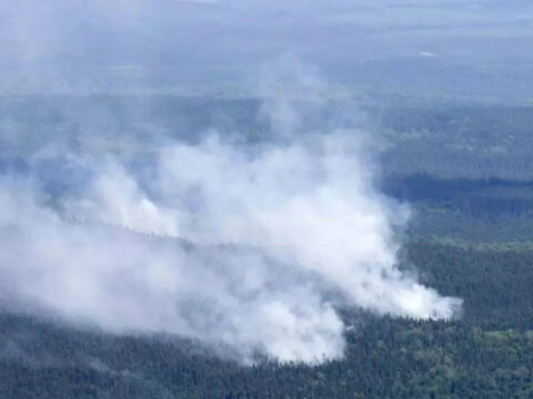 White-Tailed Deer: Canada wildfires burn over 10 million hectares this year