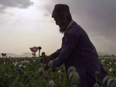 Afghanistan: Police destroys poppy on 40,000 acres of land in the Badakhshan province