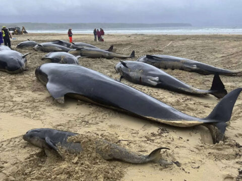 Scotland: Pod of 55 pilot whales die after being stranded on a beach in Scotland