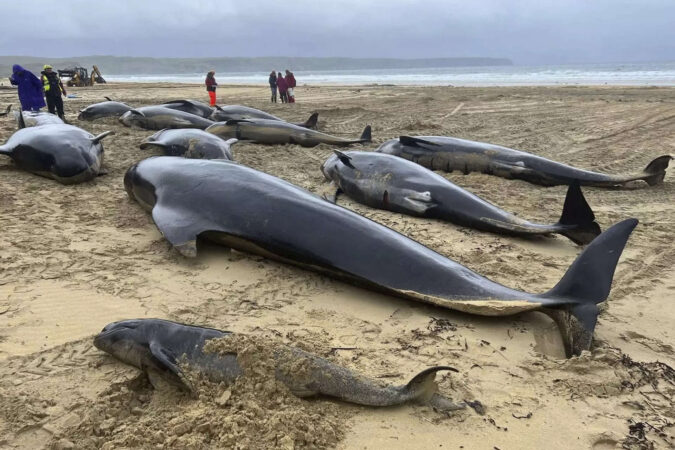 Scotland: Pod of 55 pilot whales die after being stranded on a beach in Scotland