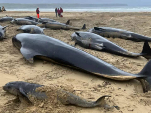 Nearly 100 pilot whales stranded on Australian beach, half dead despite efforts