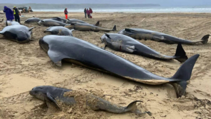 Nearly 100 pilot whales stranded on Australian beach, half dead despite efforts