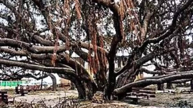 Wildfires: 150-year-old banyan tree from India scorched & scarred, but still standing