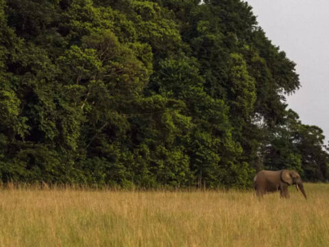 Gabon: $500 million deal to restore Gabon's coast reignites climate finance debate