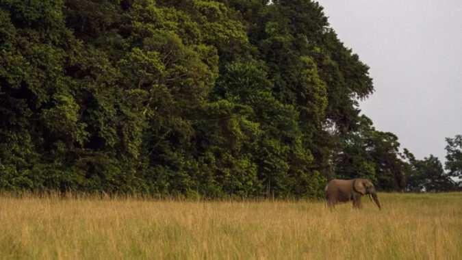 Gabon: $500 million deal to restore Gabon's coast reignites climate finance debate