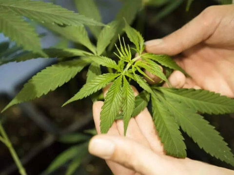 German Marijuana Law: German cabinet agrees bill legalizing recreational cannabis use