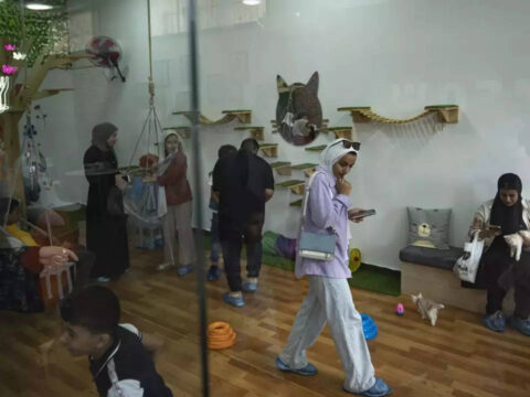 The Gaza Strip gets its first cat cafe, a cozy refuge from life under blockade