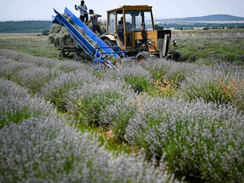 Bulgaria: Squeezed out: Bulgaria lavender oil makers fear EU laws