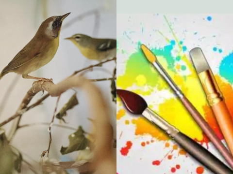 Kestrel: Feathers to Brushes: Kestrel becomes artist after it loses ability to fly