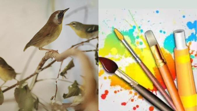 Kestrel: Feathers to Brushes: Kestrel becomes artist after it loses ability to fly