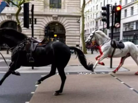 It's wild, wild west: Horses run loose through London in surreal spectacle