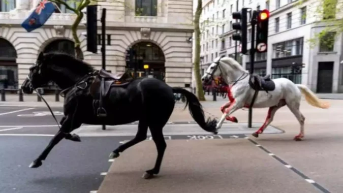 It's wild, wild west: Horses run loose through London in surreal spectacle