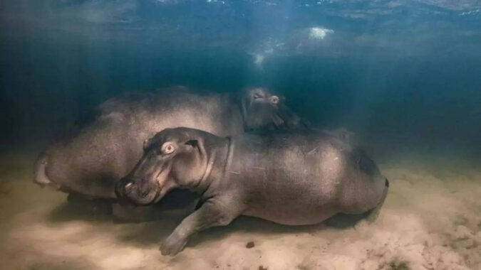 Can hippos fly? A UK research finds they can become airborne