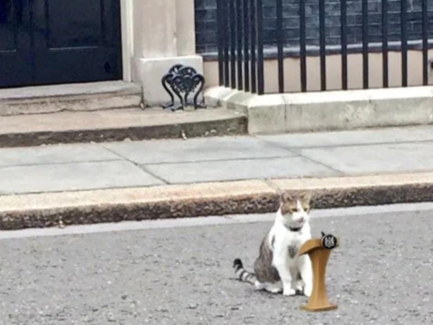 Larry the Downing Street Cat remains constant amidst changes | World News