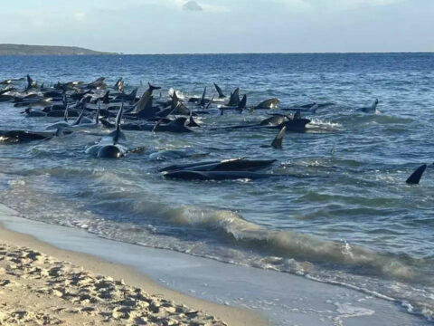 British Divers Marine Life Rescue: 'Mass stranding' of more than 70 pilot whales in Scotland