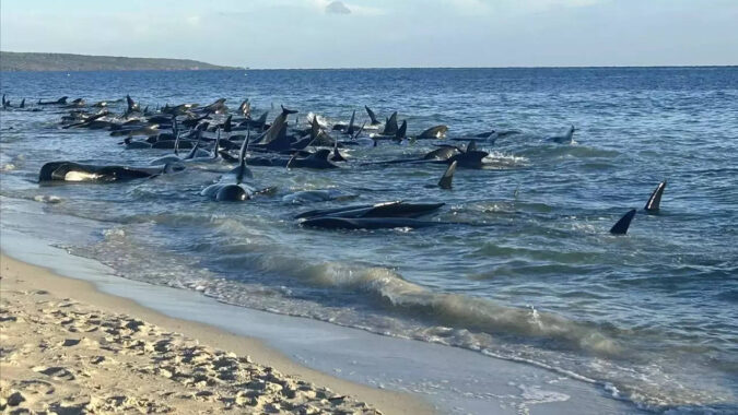 British Divers Marine Life Rescue: 'Mass stranding' of more than 70 pilot whales in Scotland