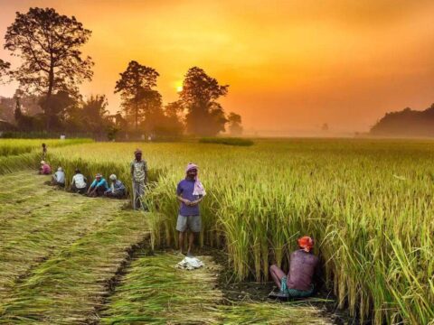 Kharif crop sown area soars to over 704 lakh hectares, pulses area increases, cotton declines