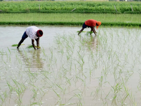 Farmers to get Rs 17,500/hectare for switching from paddy to other crops: Punjab Minister