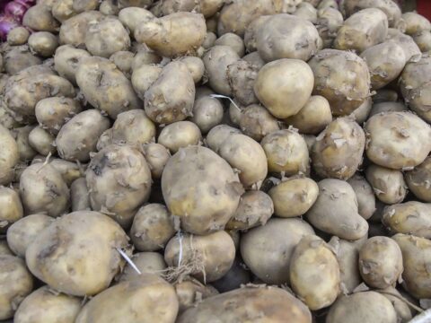 potato prices: Bengal: Potato dispatches from cold storages surge by 35 per cent a day after traders withdraw strike