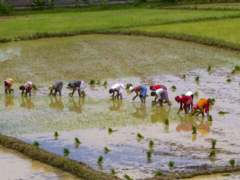West Bengal agriculture minister outlines impact on climate change on rice production