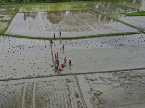 Agriculture a key focus area of development strategy in India: Niti member Ramesh Chand