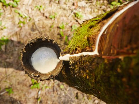 India facing acute shortage of natural rubber, prices soar