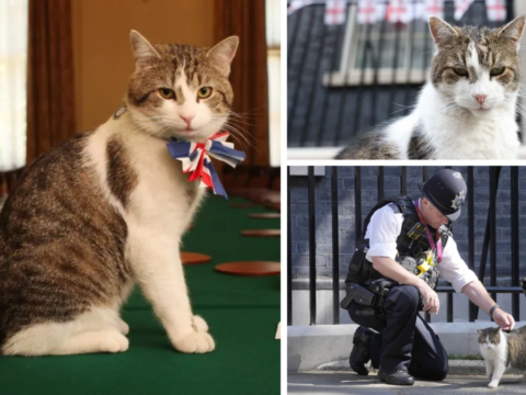 Who is Larry the cat? Downing Street’s beloved feline, who witnessed tenure of 6 UK PMs, faces his final days