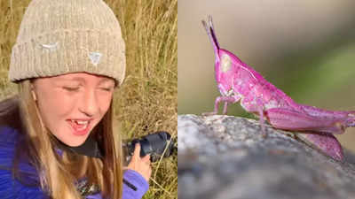 UK's 8-year-old photographer spots rare pink grasshopper; video goes viral