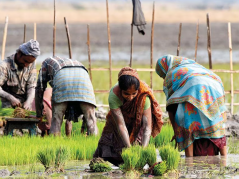 Cabinet announces Rs 2,817 cr for Digital Agriculture Mission eyeing farmers' welfare through tech