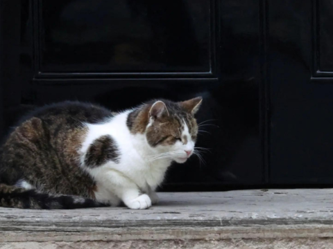 Larry the cat's 'Siberian rival': UK PM Starmer welcomes new kitten to Number 10 Downing Street