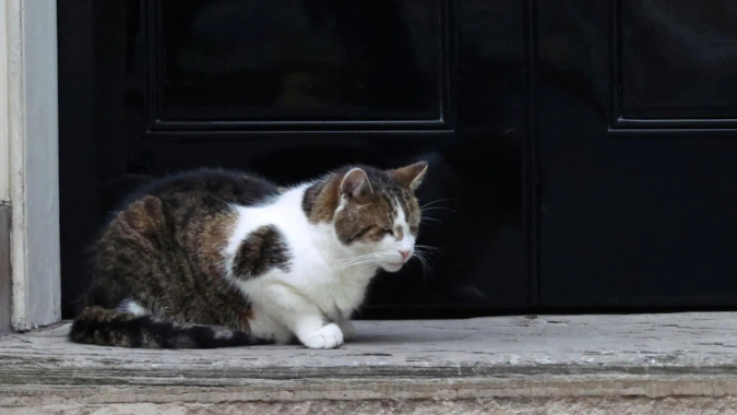 Larry the cat's 'Siberian rival': UK PM Starmer welcomes new kitten to Number 10 Downing Street