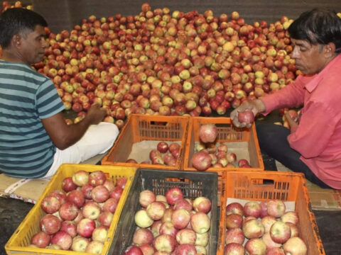 himachal pradesh: Apple prices crash by 50 pc as arrivals from Himachal Pradesh increase