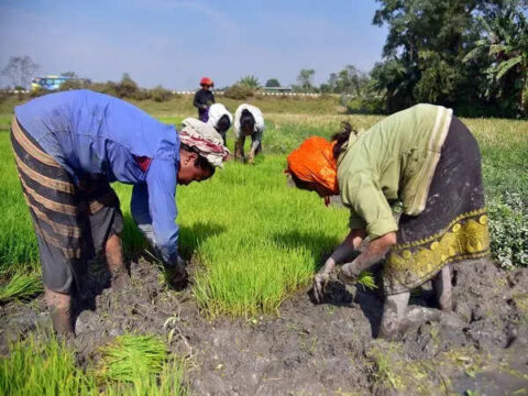 Regional rainfall deficits threaten agriculture despite improved monsoon performance: CareEdge report