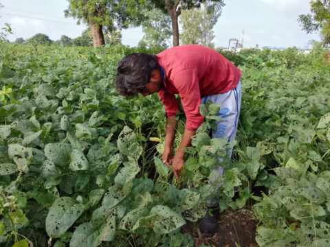 shivraj singh chouhan: Govt to buy soybeans to help farmers reeling from losses