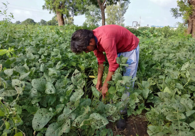 shivraj singh chouhan: Govt to buy soybeans to help farmers reeling from losses