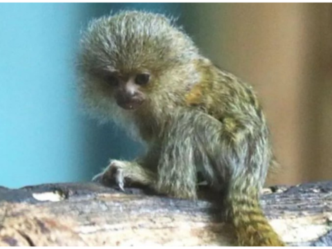 Pygmy Marmoset: Drusillas park welcomes rare Pygmy Marmoset baby after over a decade, zoo invites name ideas