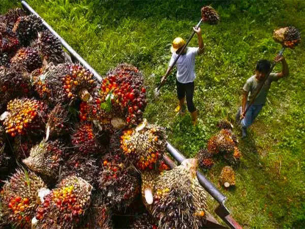 Indian refiners cancel 1,00,000 metric tons of palm oil purchases on duty hike, price rise