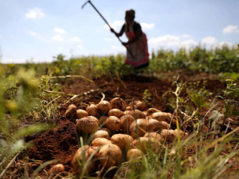 From Peels to Fuel: Potatoes may soon quench thirst of your car