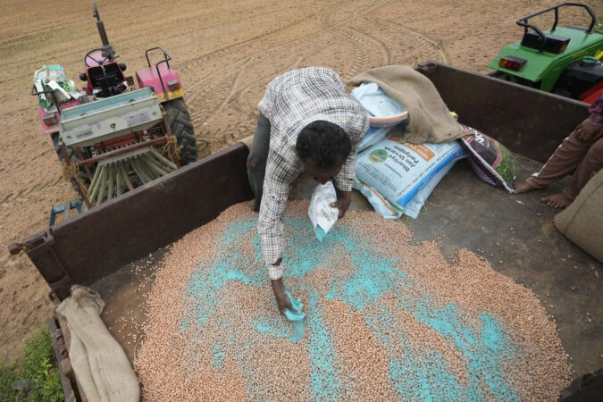 There're tougher seeds in India to counter tricks of rain and heat