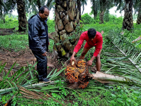 India Maldives trade: Malaysia says India's move to hike import duty on palm oil a 'temporary aberration'