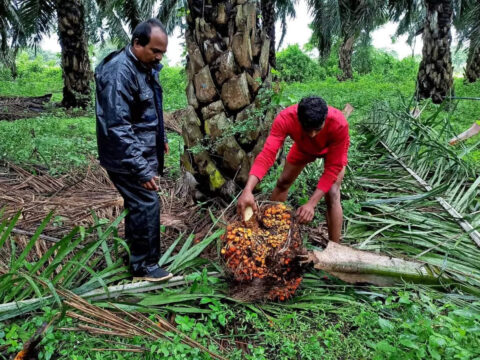 palm oil: India’s palm oil demand remains steady even after import duty hike, says Malaysian plantation minister Ghani