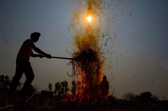 A variety of paddy has found centre-stage in Delhi NCR's pollution debate