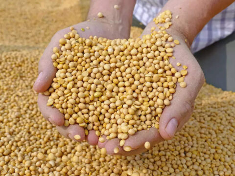 Soyabean production in country reaches 126 lakh tonnes: Trade body